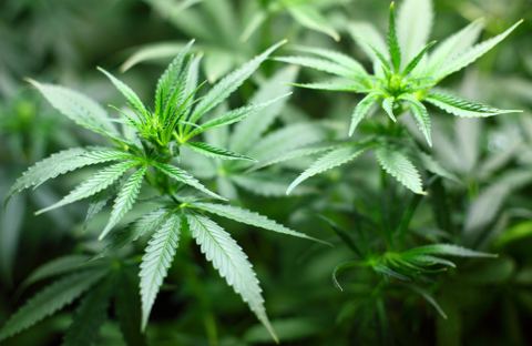 Cannabis – harmlose Freizeitdroge?