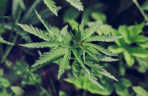 Deutschland: Cannabis-Legalisierung geplant
