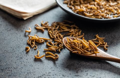 Insekten – Nahrungsmittel der Zukunft?
