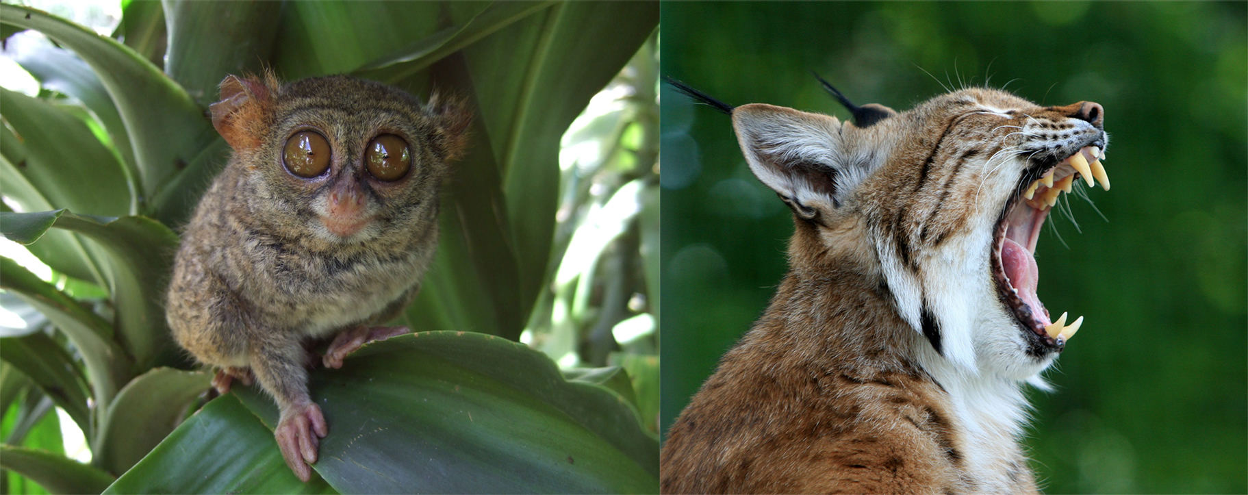koboldmaki-wildkatze