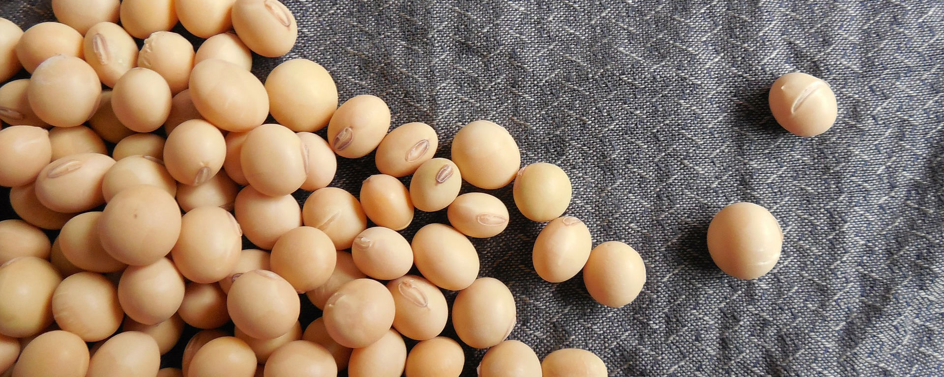 sojabohnen