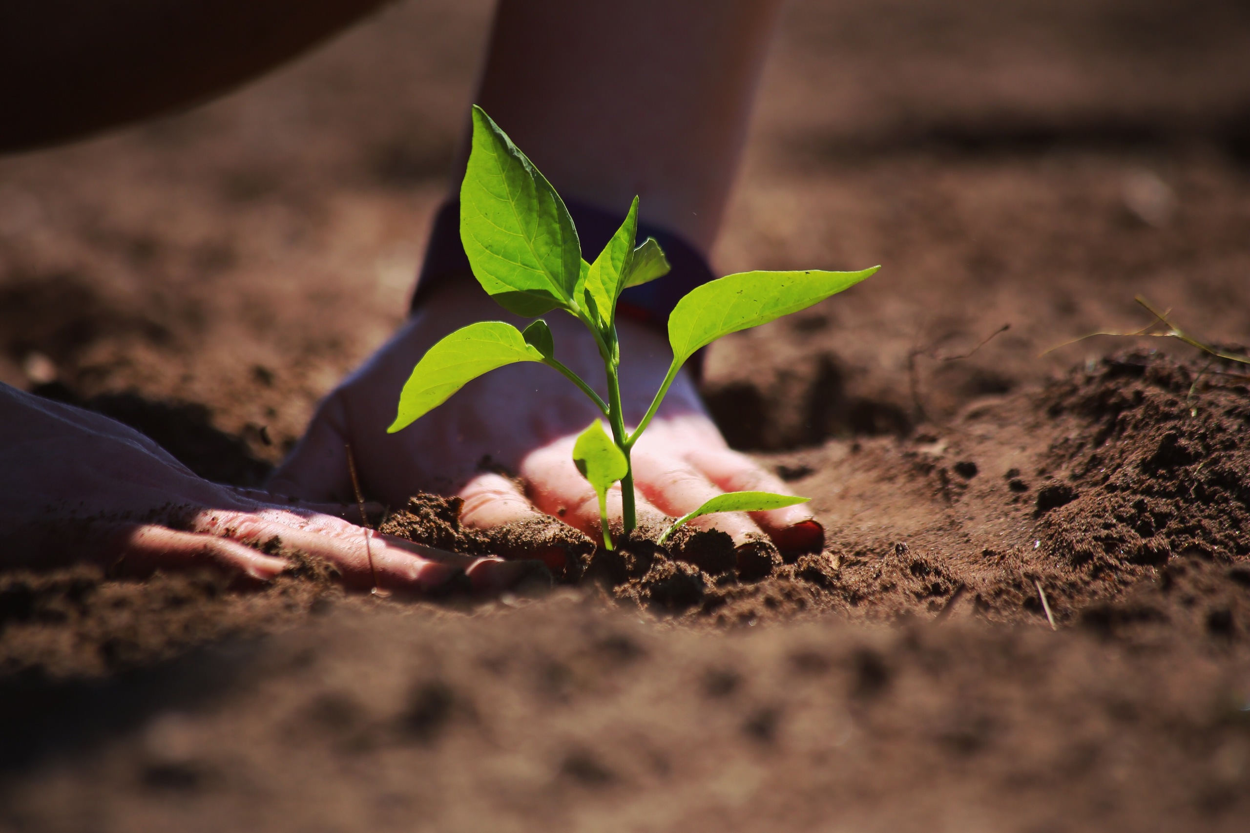 hands-patting-down-dirt-after-planting-a-sunlit-gr-3LPMPV4