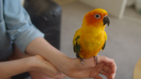 74976_colorful_parrot_perched_on_a_womans_hand_By_Robbie_Fatt_Artlist_HD-0001